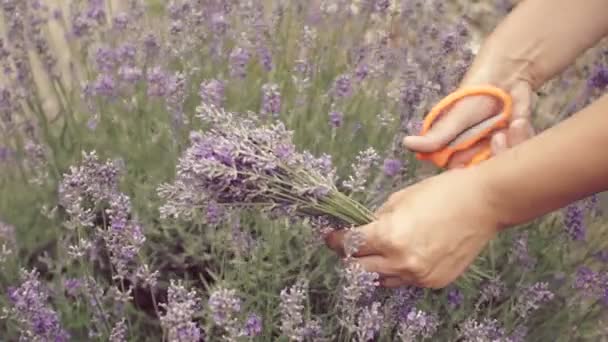 庭でラベンダーの花を摘み女の手 — ストック動画