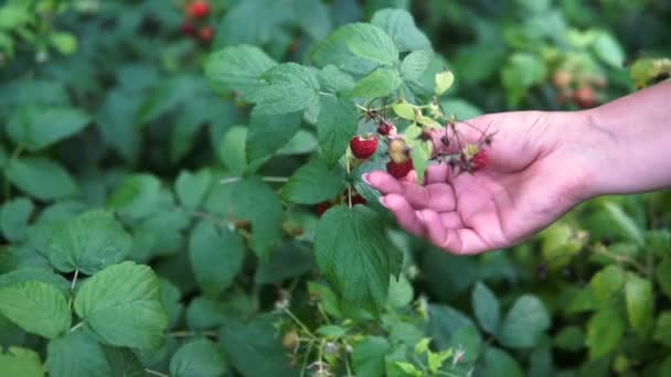 Крупним Планом Жінка Збирає Стиглу Малину Саду — стокове відео