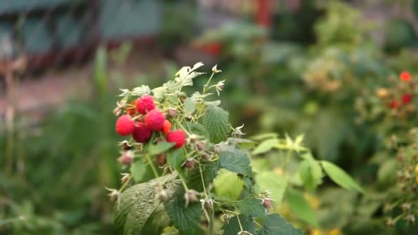 Raspberry Branch Garden — Stock Video