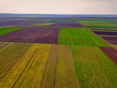 Sunset light over cultivating field in the spring