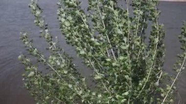 Kavaklar rüzgarda sallar. Sallanan Ağaç, Yeşil Dallar, Yeşil Yapraklar, Rüzgarda Sallanan, Yaz,