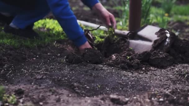 Une Belle Femme Dans Son Jardin Plante Des Fleurs Colorées — Video