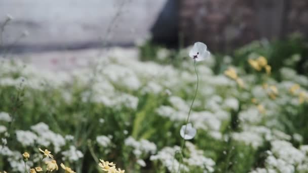 白いケシの花は 曇天時の他の植物の背景に夕方の光の中で風に揺れる — ストック動画