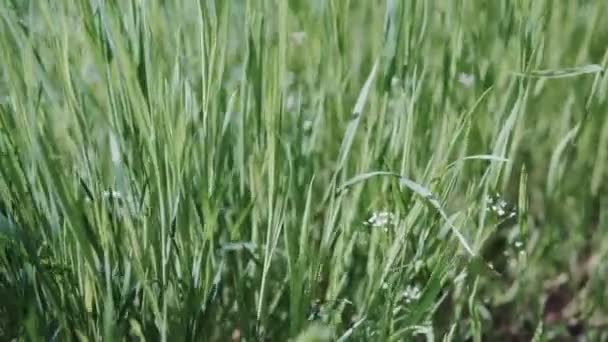 Φυσικό Πράσινο Πράσινο Γρασίδι Stems Ταλαντεύεται Από Τον Άνεμο Κατά — Αρχείο Βίντεο
