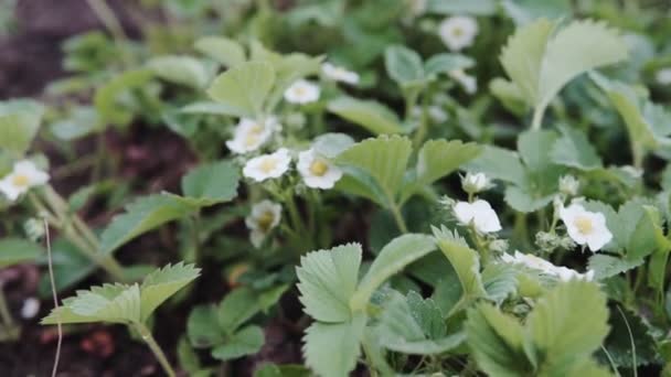 Första Små Vita Jordgubbstårta Blommorna Trädgården Bush Blommande Jordgubb Nära — Stockvideo