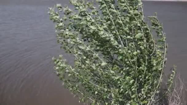 Álamo Balanceándose Viento Árbol Basculante Ramas Verdes Hojas Verdes Balanceo — Vídeo de stock