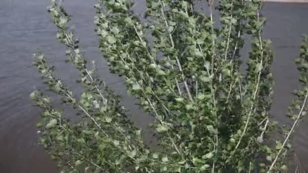 Álamo Balanceándose Viento Árbol Basculante Ramas Verdes Hojas Verdes Balanceo — Vídeos de Stock