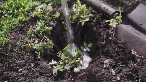 Una Bella Donna Nel Suo Giardino Pianta Fiori Colorati Dare — Video Stock