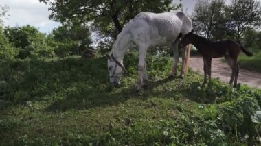 Bir at sürüsi ve bir ormandaki bir tay otlağı..