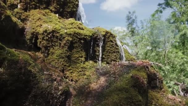 Câmera Movendo Entre Árvores Parque Público Floresta Verde — Vídeo de Stock