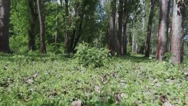 緑の森の公共公園の木々の間を移動するカメラ — ストック動画