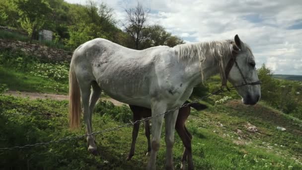 Een Kudde Paarden Een Veulen Grazen Een Bos Een Glade — Stockvideo