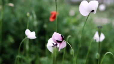 İlkbaharda tarlada beyaz haşhaş çiçekleri, yakın.