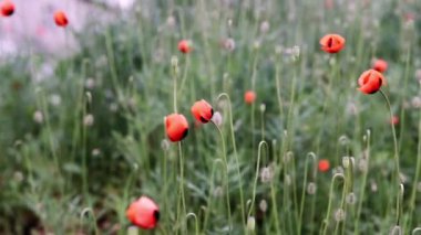 Kırmızı haşhaş alan. Haşhaş çiçekleri alan. Sallanan, rüzgarda çırpınan haşhaş çiçekleri.