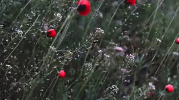 Campo Amapolas Rojas Campo Flores Amapola Flores Amapola Balanceándose Revoloteando — Vídeo de stock