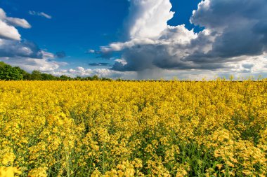 Çiçek açan kanola alan. Yaz alanına tecavüz. Parlak sarı kolza yağı. Çiçekli kolza tohumu.