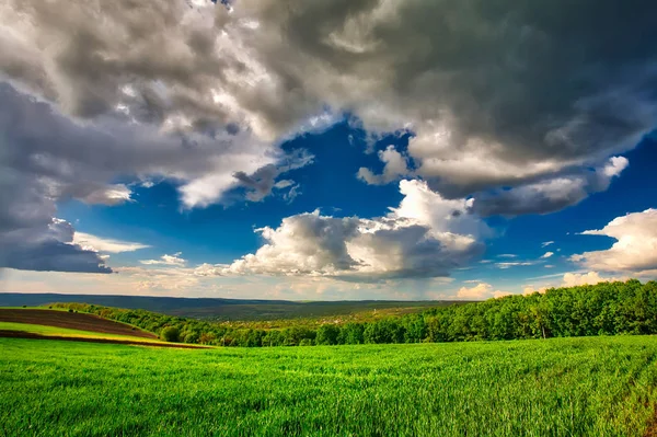 Campo verde de trigo jovem no início do verão com céu nublado antes da chuva — Fotografia de Stock