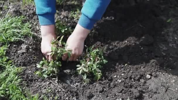 Een Mooie Vrouw Haar Tuin Plant Kleurrijke Bloemen Kleur Geven — Stockvideo