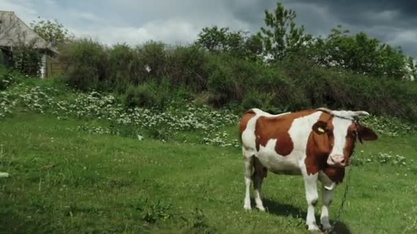 Krowy Pasą Się Słoneczny Dzień Lovey — Wideo stockowe