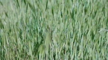 Doğal Yeşil Yeşillik Çimenleri Yaz Gününde Rüzgardan Sallanıyor.