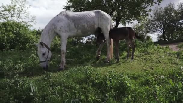 Un troupeau de chevaux et un poulain broutent dans une forêt dans une clairière éclairée par le soleil .