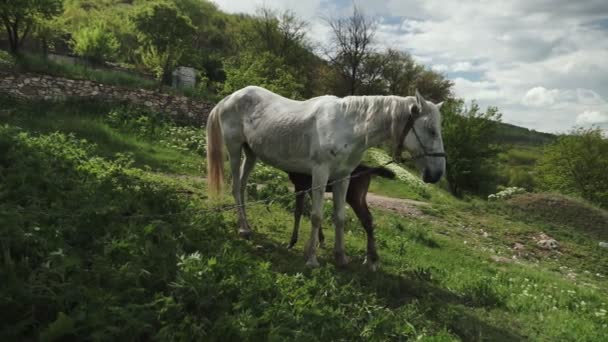 Un troupeau de chevaux et un poulain broutent dans une forêt dans une clairière éclairée par le soleil .