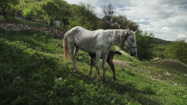 Una Manada Caballos Potro Pastan Bosque Claro Iluminado Por Sol — Vídeos de Stock