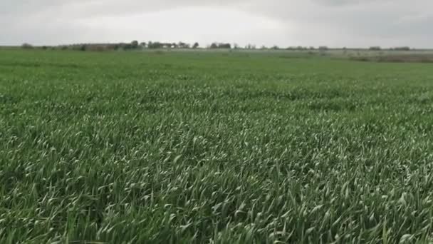 Brotes Trigo Joven Con Rocío Ellos Balancean Viento — Vídeo de stock