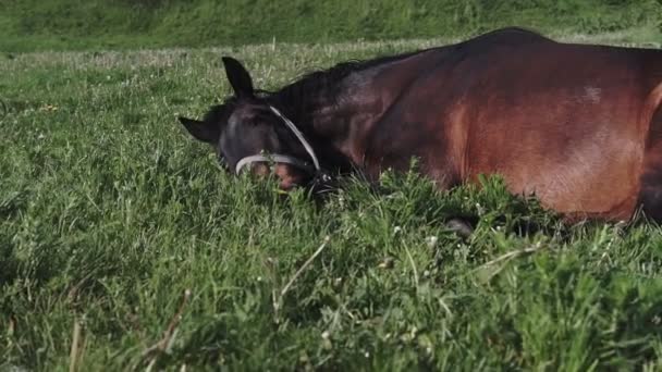 Cheval brun se trouve sur l'herbe verte sur un pâturage d'été. Les chevaux paissent dans la prairie. Chevaux broutant sur le pâturage vert .