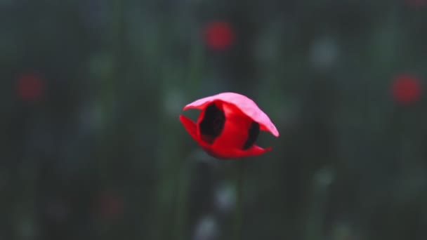 在田野里红罂粟的特写 — 图库视频影像