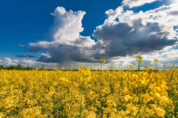 Blooming canola field. Rape on the field in summer. Bright Yellow rapeseed oil. Flowering rapeseed.