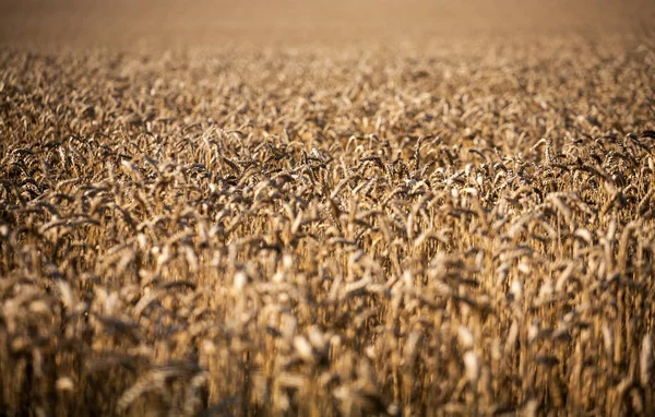 Bakgrund av mognande öronen av gula vete fält — Stockfoto