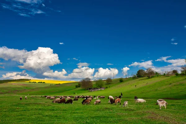 很多在美丽的绿色草原上的羊 — 图库照片