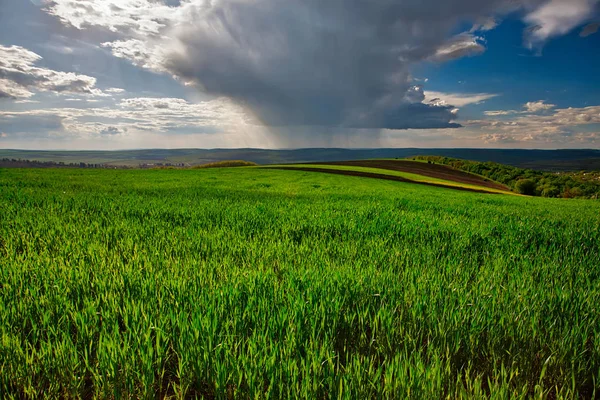 Yazın başında yeşil buğday tarlası Yağmurdan önce bulutlu gökyüzü — Stok fotoğraf