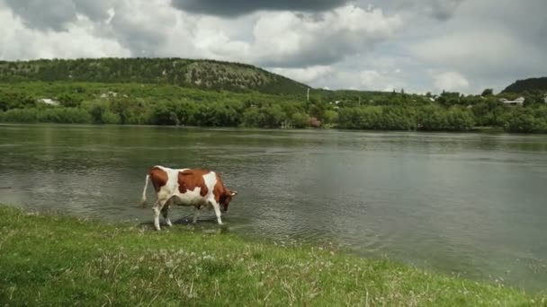 Vacas Pastando Dia Ensolarado Amor — Vídeo de Stock