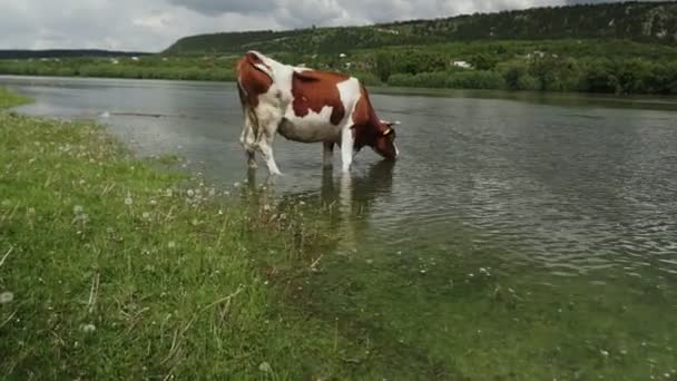 Αγελάδες Που Βοσκούν Μια Ηλιόλουστη Μέρα — Αρχείο Βίντεο