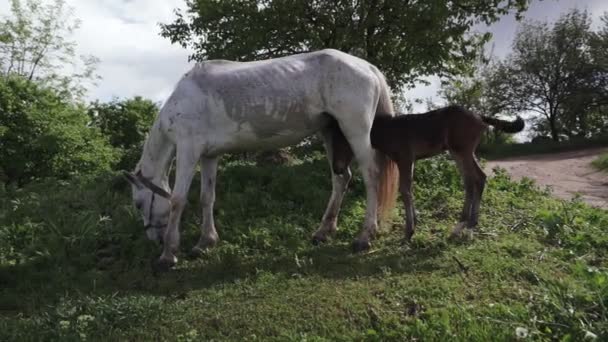 Un troupeau de chevaux et un poulain broutent dans une forêt dans une clairière éclairée par le soleil .
