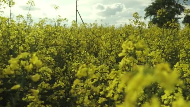 盛开的油菜田中 在夏天中的字段上的强奸 亮黄色的菜籽油 油菜开花 完整的高清录像 1080 — 图库视频影像