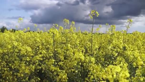 Kwitnący Rzepak Pole Gwałt Polu Lecie Jasny Żółty Olej Rzepakowy — Wideo stockowe