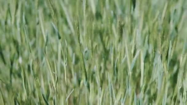 Natural Green Greenery Grass Hastes Balançadas Vento Dia Verão — Vídeo de Stock