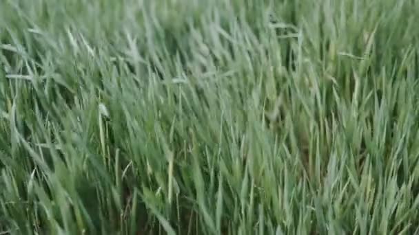 Natural Green Greenery Grass Hastes Balançadas Vento Dia Verão — Vídeo de Stock