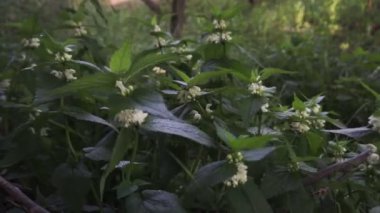 Vahşi bir yaz aylarında bir açıklık üzerinde Lamium albümü.