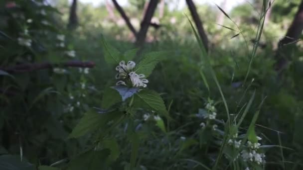 Vahşi Bir Yaz Aylarında Bir Açıklık Üzerinde Lamium Albümü — Stok video