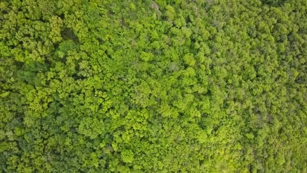 4K aérien de survoler une belle forêt verte dans un paysage rural