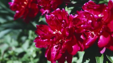 Yaz aylarında bulutlu havalarda çekim pembe büyük şakayık çiçekleri ile çiçek açan bir çalı.