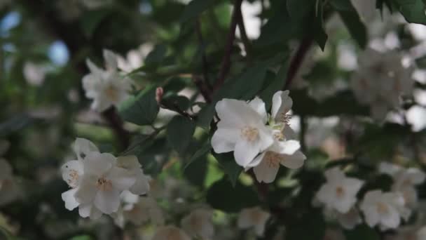 茉莉花树枝在风中很容易摆动 特写镜头 — 图库视频影像