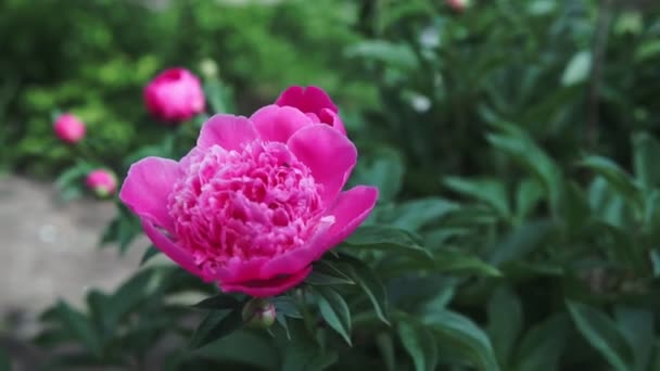 Квітучий Кущ Рожевими Великими Півоніями Стріляють Похмуру Погоду Влітку — стокове відео