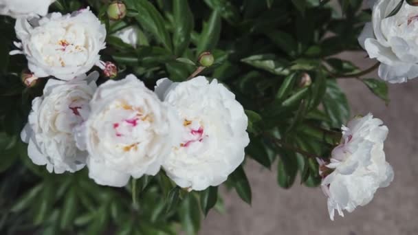 Virágzó Bokor Fehér Nagy Bazsarózsa Virágok Lövöldözés Felhős Időben Nyár — Stock videók