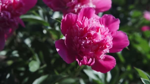 Ein Blühender Strauch Mit Rosa Großen Pfingstrosenblüten Die Sommer Bei — Stockvideo