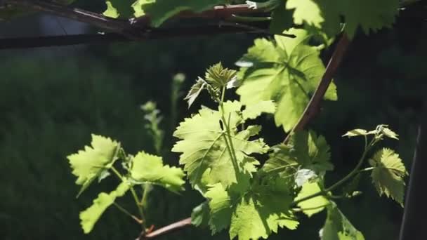 Racimo Joven Inmaduro Uvas Una Vid Delgada Con Una Hoja — Vídeos de Stock